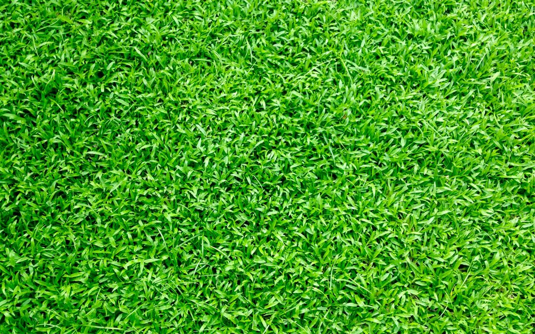 turf brisbane, turf supplier brisbane, turf supplier near me, turf ,