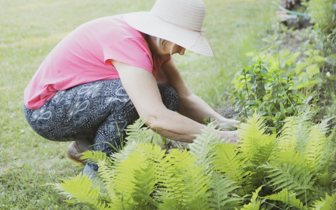 budget turf , turf brisbane, brisbane turf , turf lawn brisbane