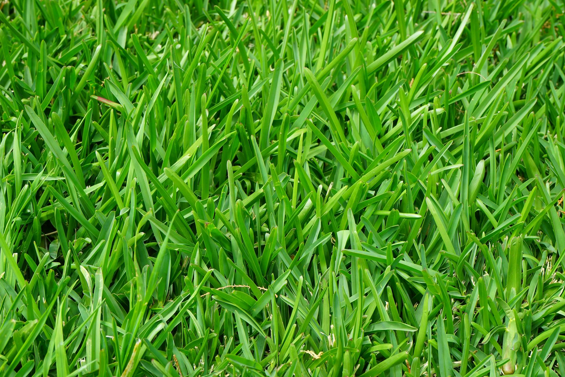 turf free delivery brisbane, turf brisbane