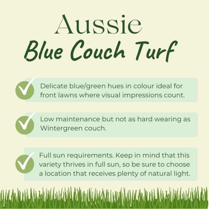 aussie blue couch turf characteristics