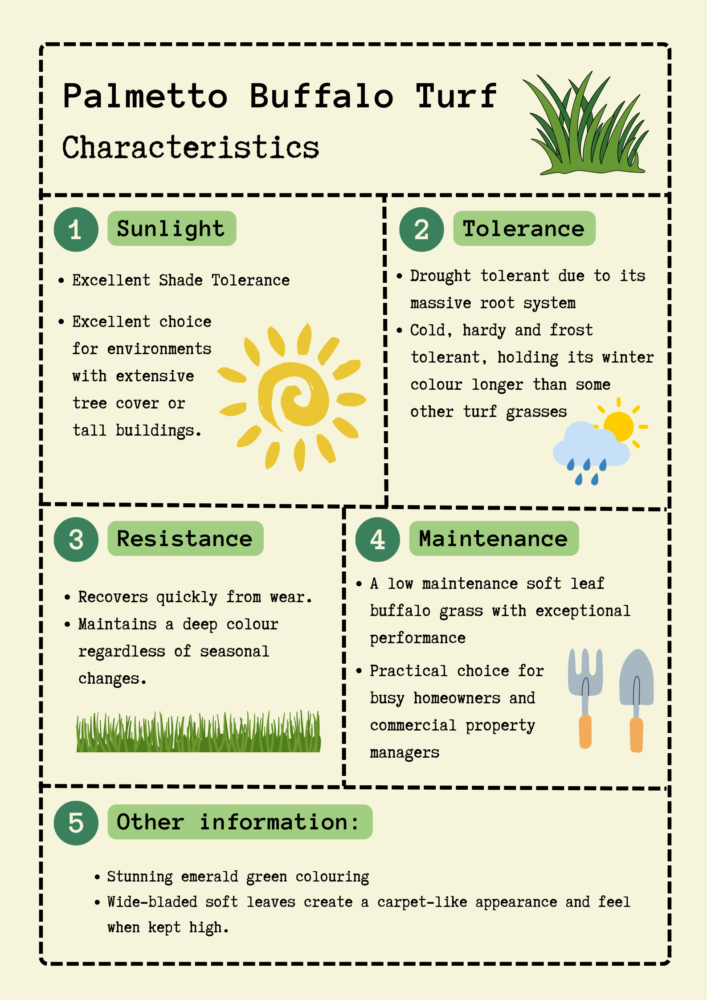 aussie blue couch turf characteristics